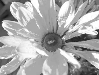 Gris