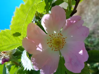 Églantine