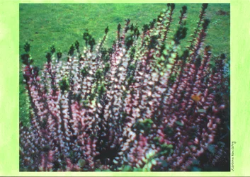 Bruyère