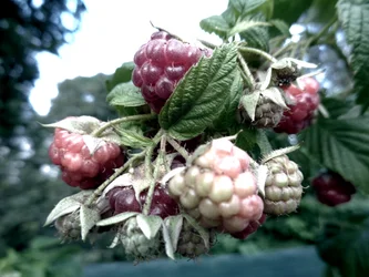 Haie de framboises