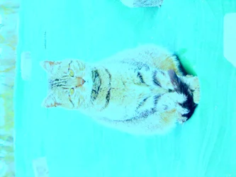 Chaton