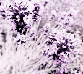 Lavande violet argent