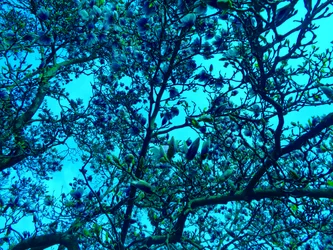 Magnolias bleus
