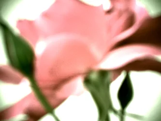Rose pastel