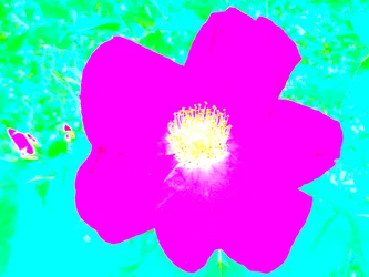 Pop art hommage à Andy Warhol
