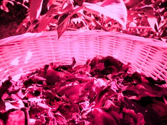 Pétales de rose pot-pourri