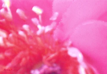 Parfum de rose 1