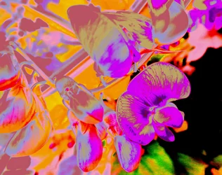 Fleurs d