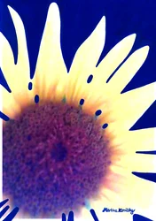 Tournesol bleu foncé