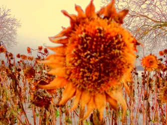 Tournesol en hiver (hommage à Vincent van Gogh)