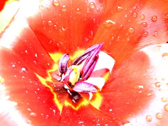 Tulipe