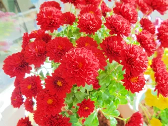 chrysanthemen3