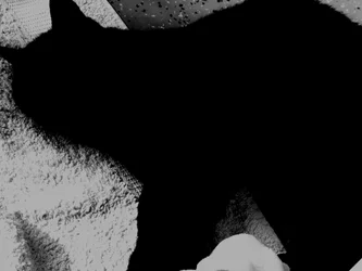 kitty1