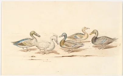 Études de différents types de canards
