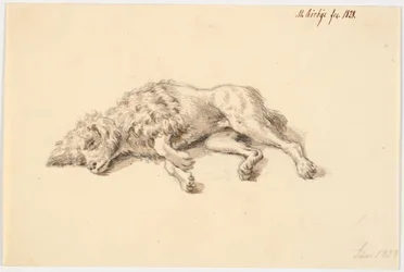 Caniche couché