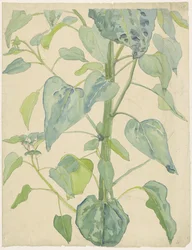 Tige et feuilles d