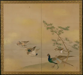 Oiseaux aquatiques