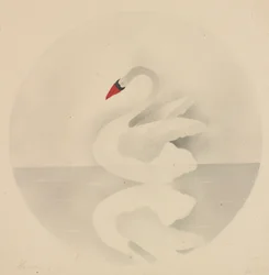 Cygne