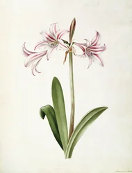(Amaryllis) Vittata Formosa