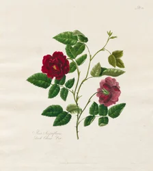 Collection de roses d