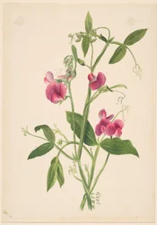 (Sans titre--Étude de fleurs)
