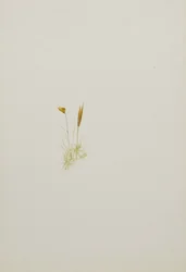 (Sans titre--Étude de fleurs)