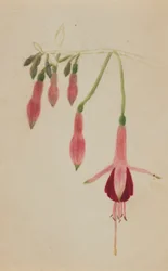 (Sans titre--Étude de fleurs)