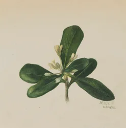 (Sans titre--Étude de fleurs)