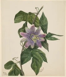 (Sans titre--Étude de fleurs)