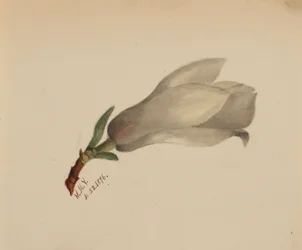 (Sans titre--Étude de fleurs)