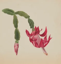 (Sans titre--Étude de fleurs)