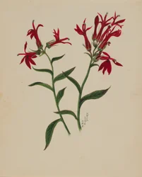 (Sans titre--Étude de fleurs)
