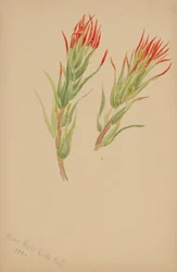(Sans titre - Étude de plantes)