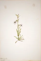 (Sans titre - Étude de plantes)