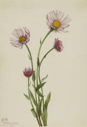 Erigeron salsuginosus d