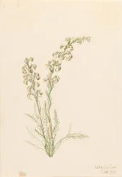 Fougère alpine (Pedicularis contorta)