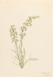 Vie des fougères alpines, 1907