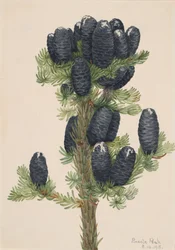 Sapin des Alpes Abies lasiocarpa, 1918