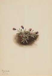 Erigeron unalaschcensis