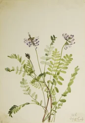 Astragale des Alpes (Astragalus alpinus)