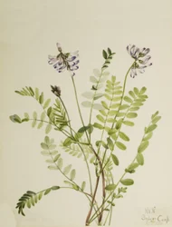 Astragale des Alpes Astragalus alpinus, 1921