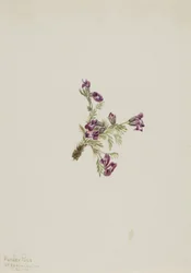Oxytropis podocarpa (Oxytropis podocarpa)