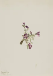 Oxytropis podocarpa, 1916