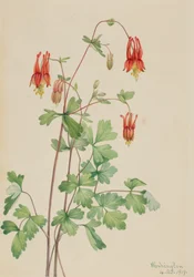 Ancolie du Canada Aquilegia canadensis, 1919