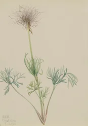 Anémone Pulsatille d