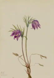 Anémone de l