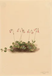 Linnaea borealis americana, 1902