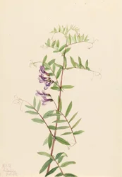 Vesce américaine (Vicia americana)