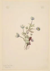 Anémone (Anemone drummondii)