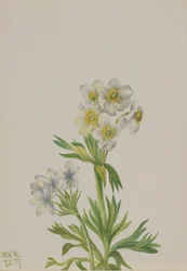 Anémone (Anemone zephyra)